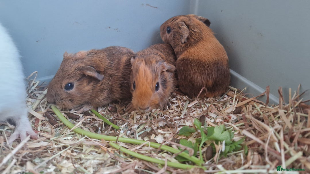 Guinea Pig rodents for sale: Teddy Guinea Pigs - Advert 5