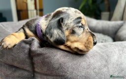 Miniature Dachshund dogs for sale: Miniature dachshund mix priced  - Image 7