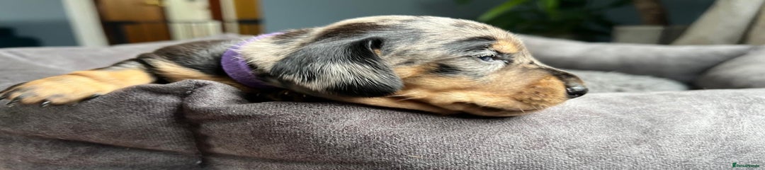 Miniature Dachshund Puppy 5
