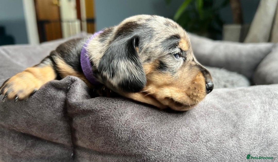 Miniature Dachshund dogs for sale: Miniature dachshund mix priced  - Image 7