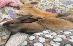 Angora rabbits for sale: Indoor raised Angora~ vaccinated  - Image 8