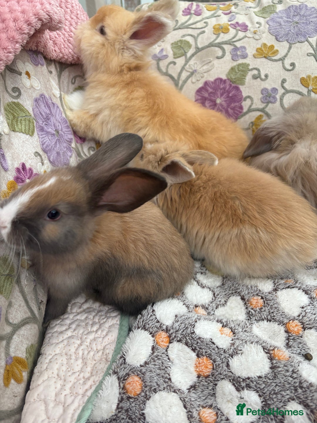 Angora rabbits for sale: Indoor raised Angora~ vaccinated  - Image 8