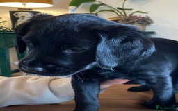 Labradoodle dogs for sale: Labradoodle F1B back to labrador - Image 1