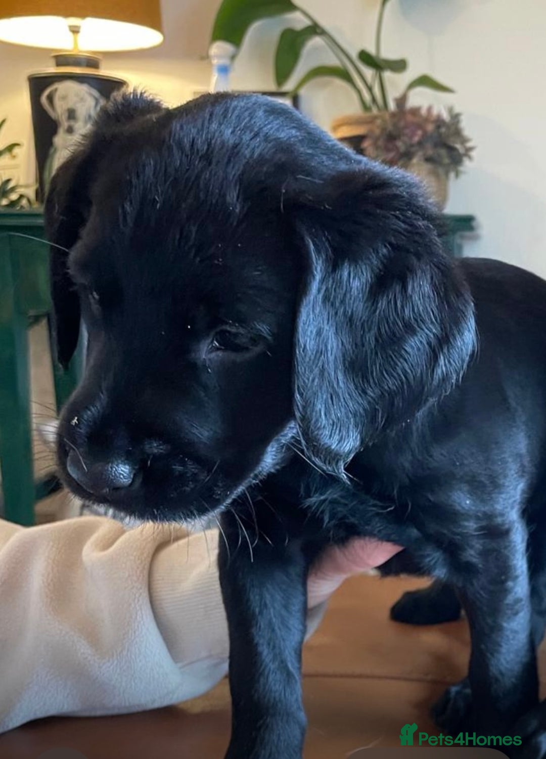 Labradoodle dogs for sale: Labradoodle F1B back to labrador - Image 1
