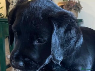 Labradoodle dogs - Advert 8