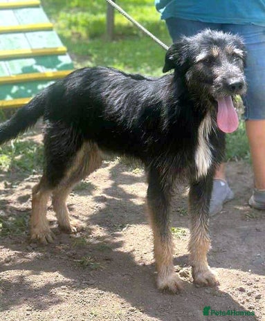 Jules - a Lovely young boy for a Loving Home