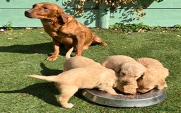 Labradoodle dogs for sale: F1 labradoodle  - Image 3