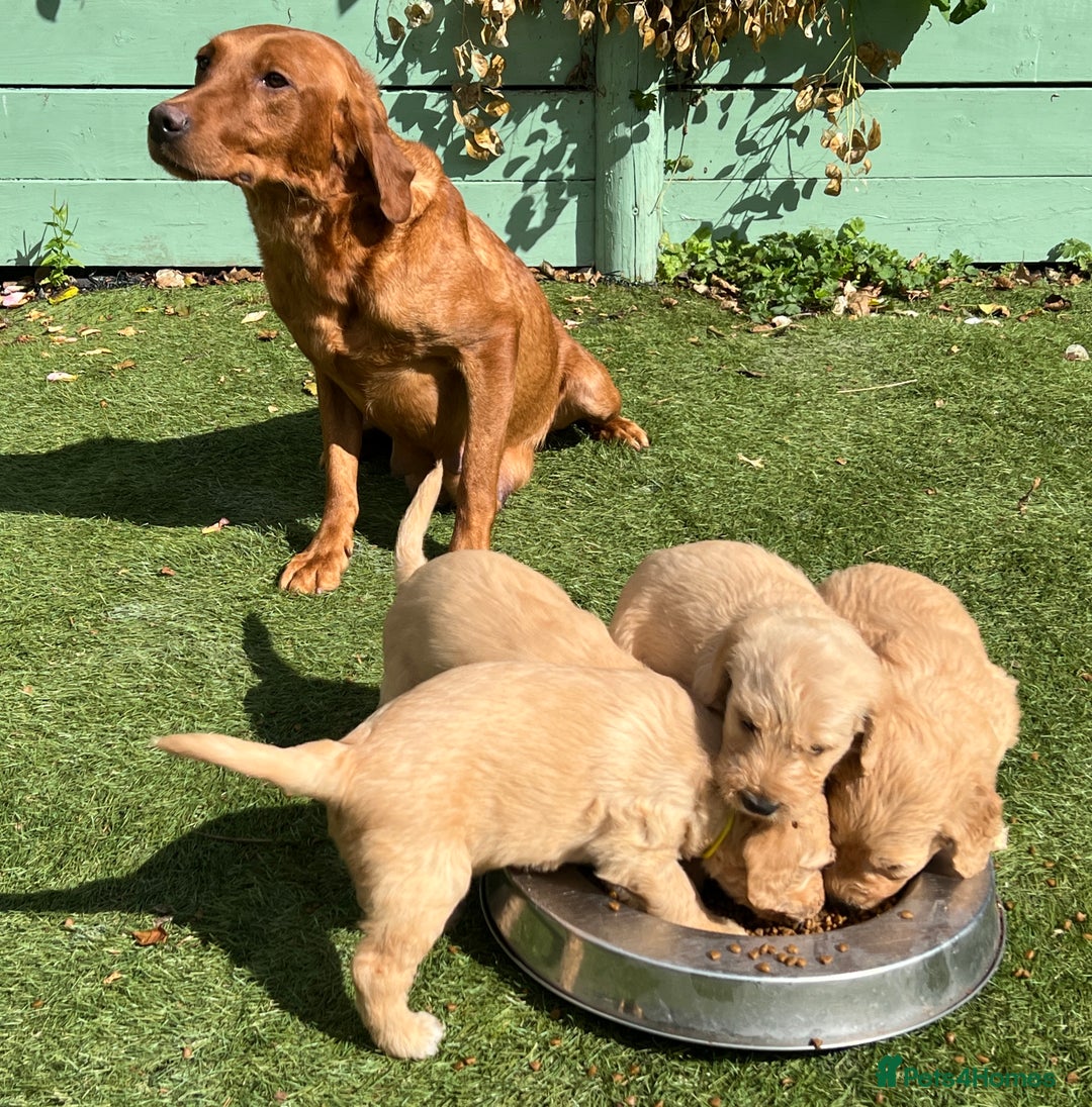 Labradoodle dogs for sale: F1 labradoodle  - Image 3
