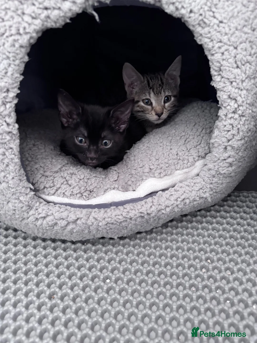 Bengal cats for sale: Bengal kittens  in Swindon - Advert 1