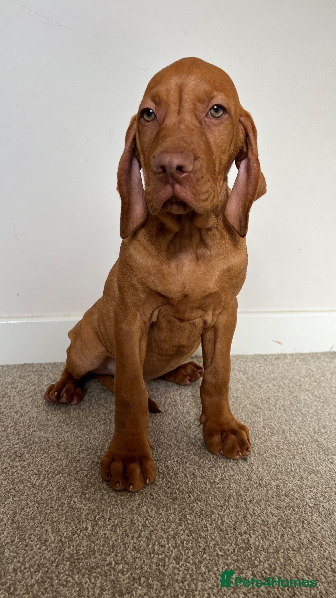 Hungarian Vizsla dogs EXCEPTIONAL HUNGARIAN VIZSLA PUPPIES - Advert 4