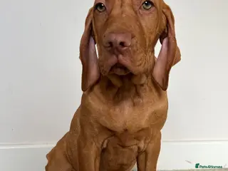 Hungarian Vizsla dogs EXCEPTIONAL HUNGARIAN VIZSLA PUPPIES - Advert 4