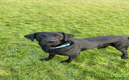 Labrador Retriever dogs for sale: Male Black Labrador  - Image 6