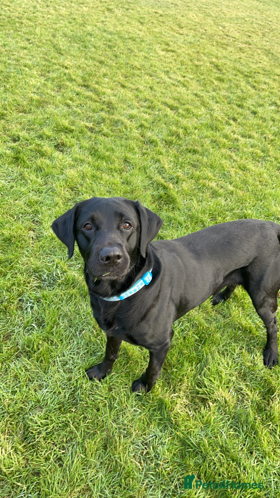 Labrador Retriever dogs for sale: Male Black Labrador  - Image 6