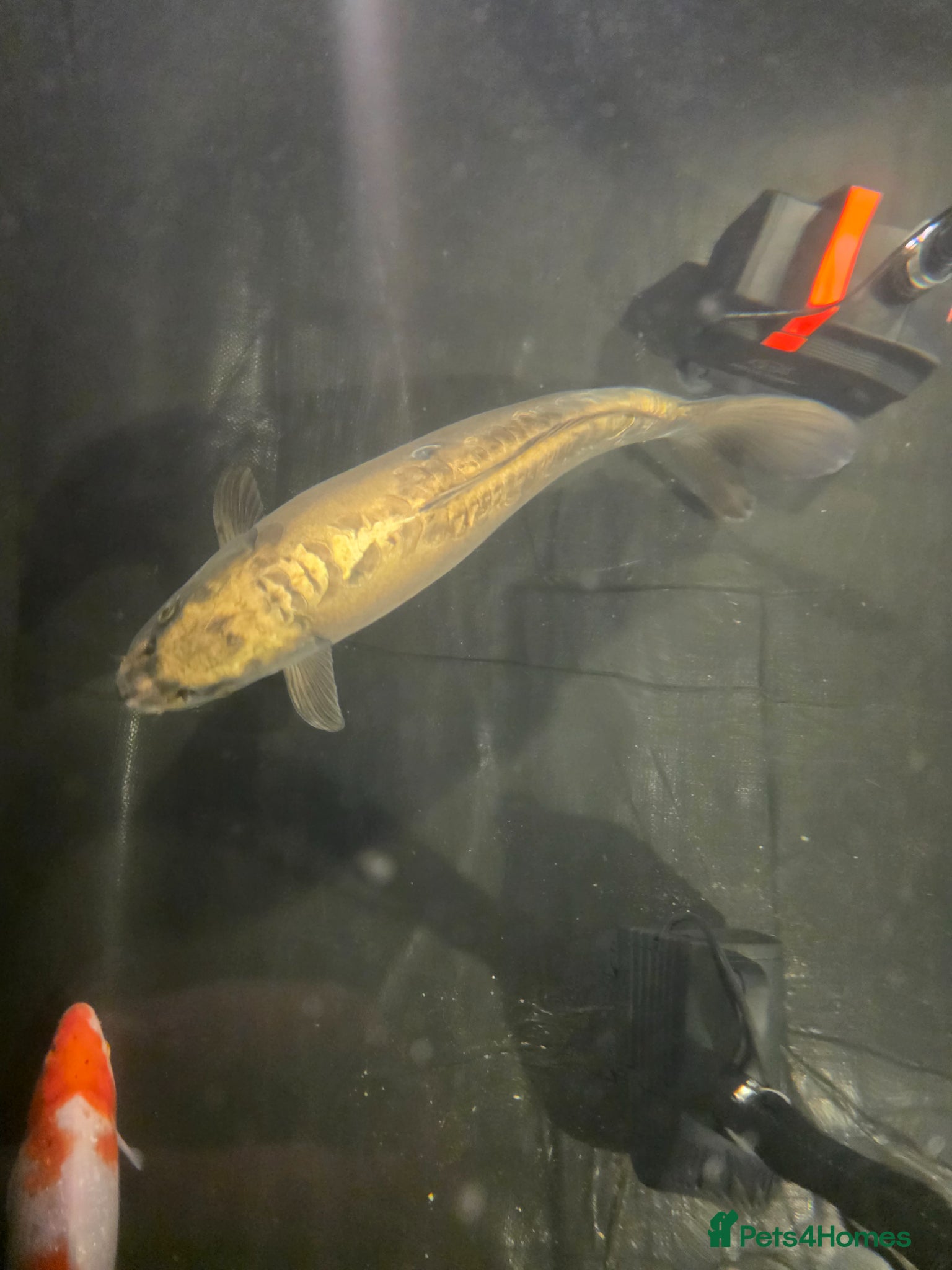 Koi Carp fish Large golden koi approx 24 26in open to offer  - Advert 1