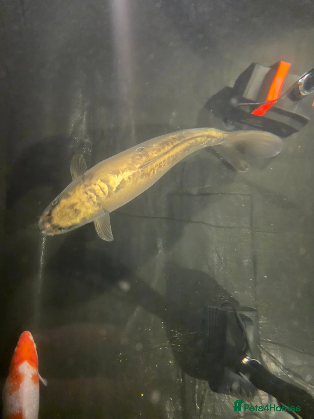 Koi Carp fish for sale: Large golden koi approx 24 26in open to offer  - Advert 1