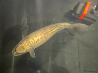 Koi Carp fish Large golden koi approx 24 26in open to offer - Advert 2