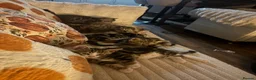 Bengal cats for sale: Kittens ready now  in Cramlington - Advert 5