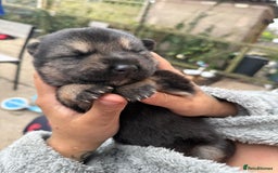 German Shepherd dogs for sale: German shepherd puppies  - Image 1