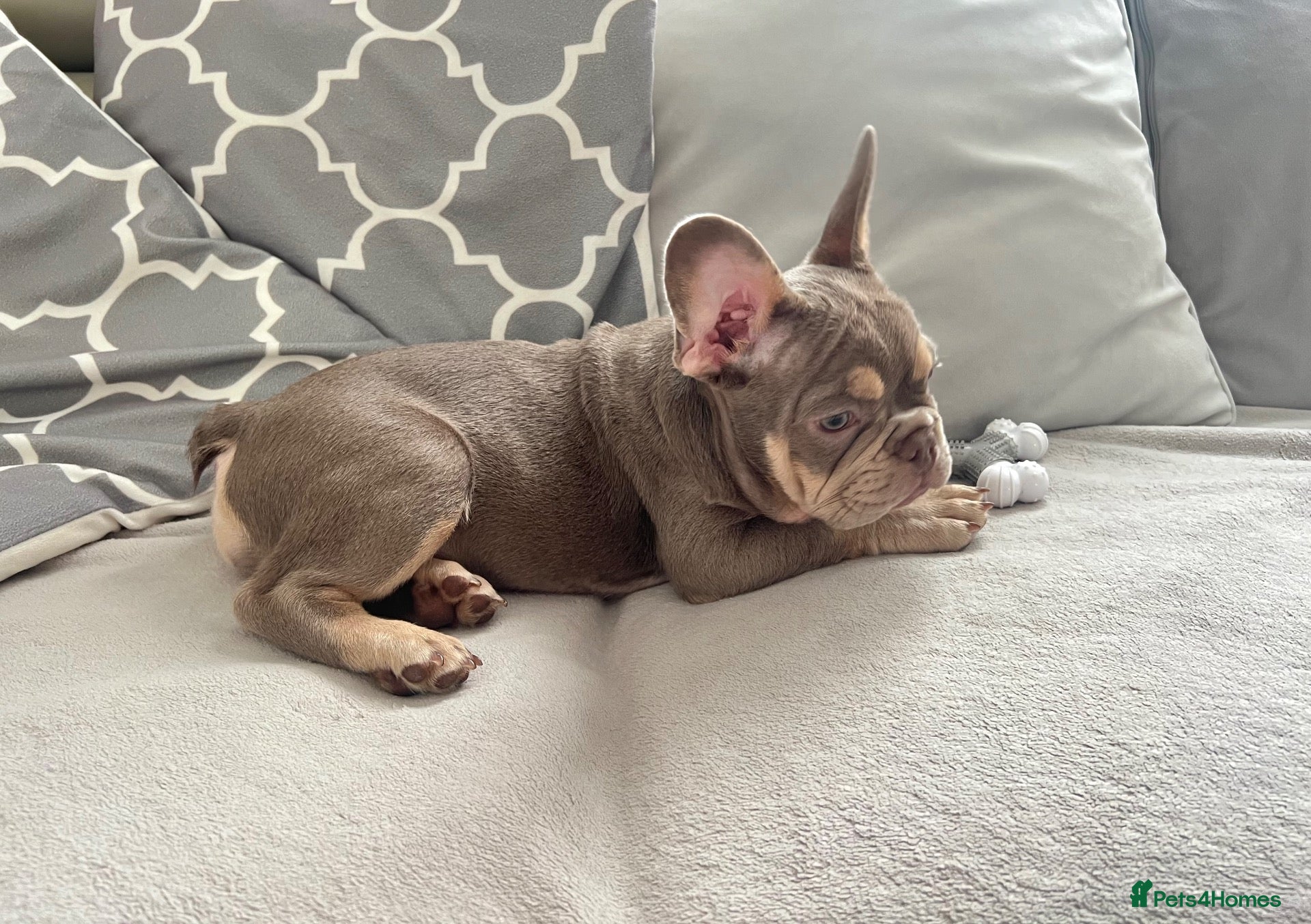 French Bulldog dogs Fully health clear KC French bulldog puppies - Advert 1