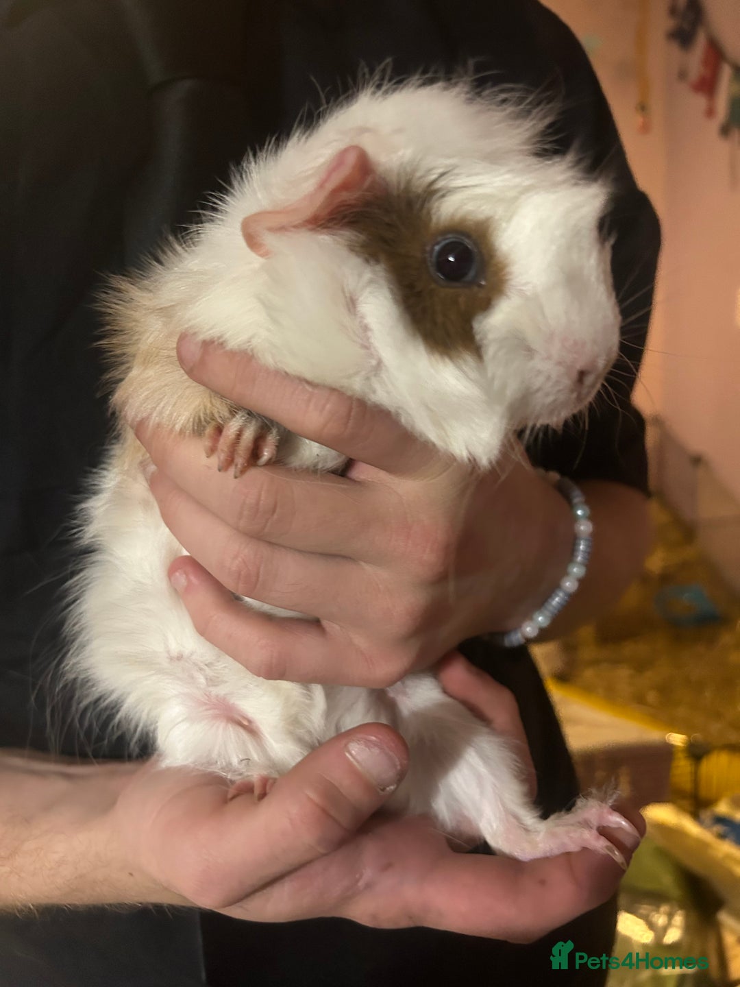 Guinea Pig rodents for sale: Super Cute/fluffy Rosetta Guinea Pigs  - Advert 4