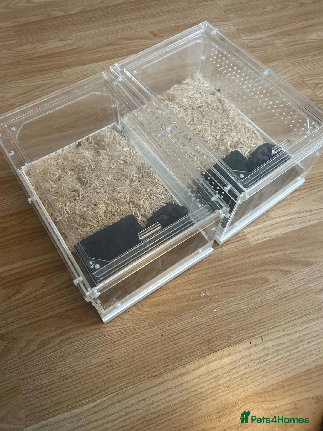 Corn Snake reptiles for sale: pair corn snakes orange male albino female in Middlesbrough - Advert 4