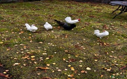 Chickens poultry for sale: Seramas  - Advert 6