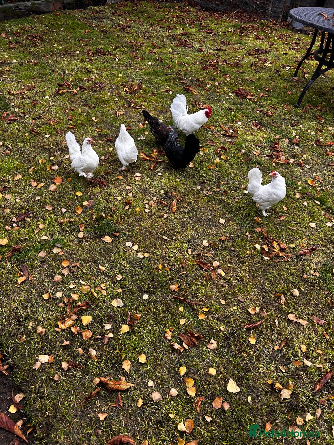 Chickens poultry for sale: Seramas  - Advert 6