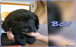 Cockapoo dogs for sale: F2 cockapoo puppies  - Image 1