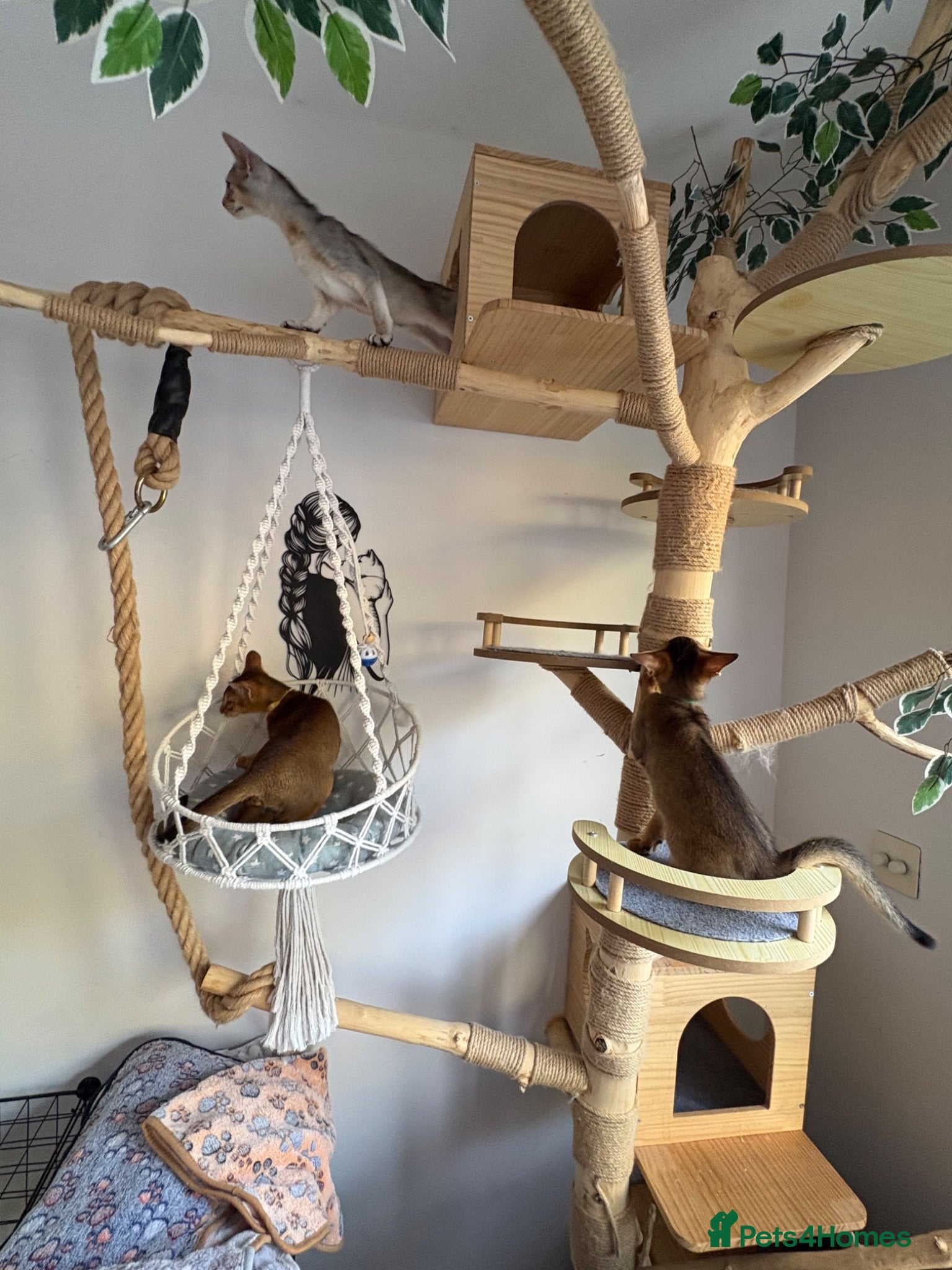 Abyssinian cats Beautiful abyssinian kittens - Advert 6