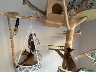 Abyssinian cats Beautiful abyssinian kittens - Advert 6