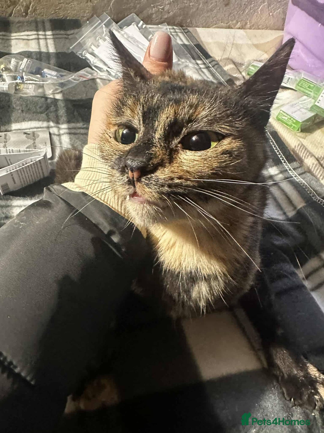 Mixed Breed cats for adoption: Mars for adoption - Advert 6