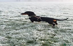Miniature Dachshund dogs for stud: Snoop is ready to be a stud  - Image 4