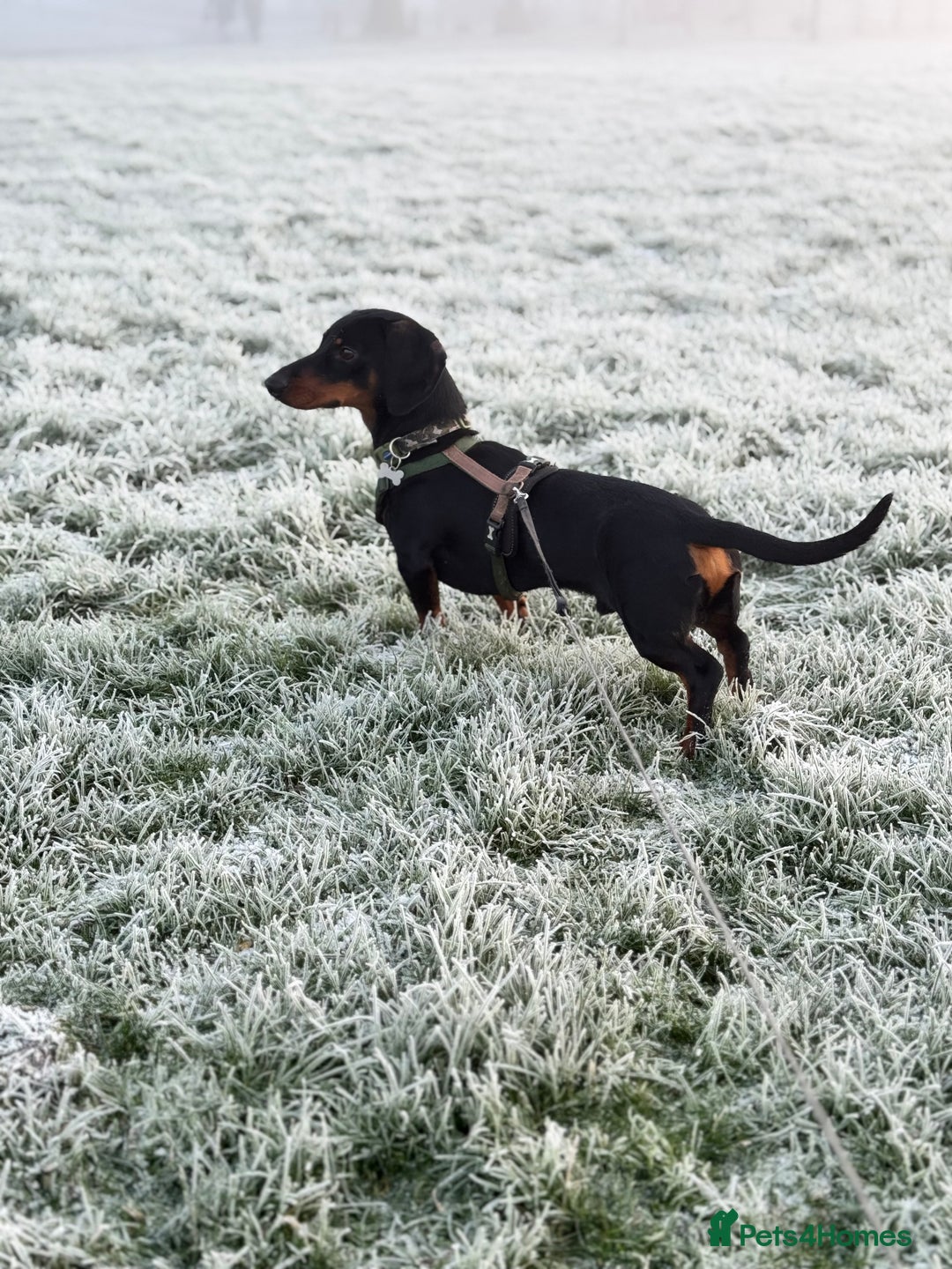 Miniature Dachshund dogs for stud: Snoop is ready to be a stud  - Image 4