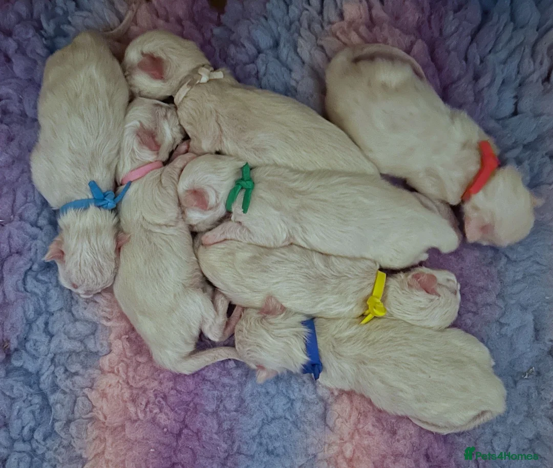 Ragdoll cats for sale: TICA Blue Mitted Ragdoll Kittens in Radstock - Advert 1