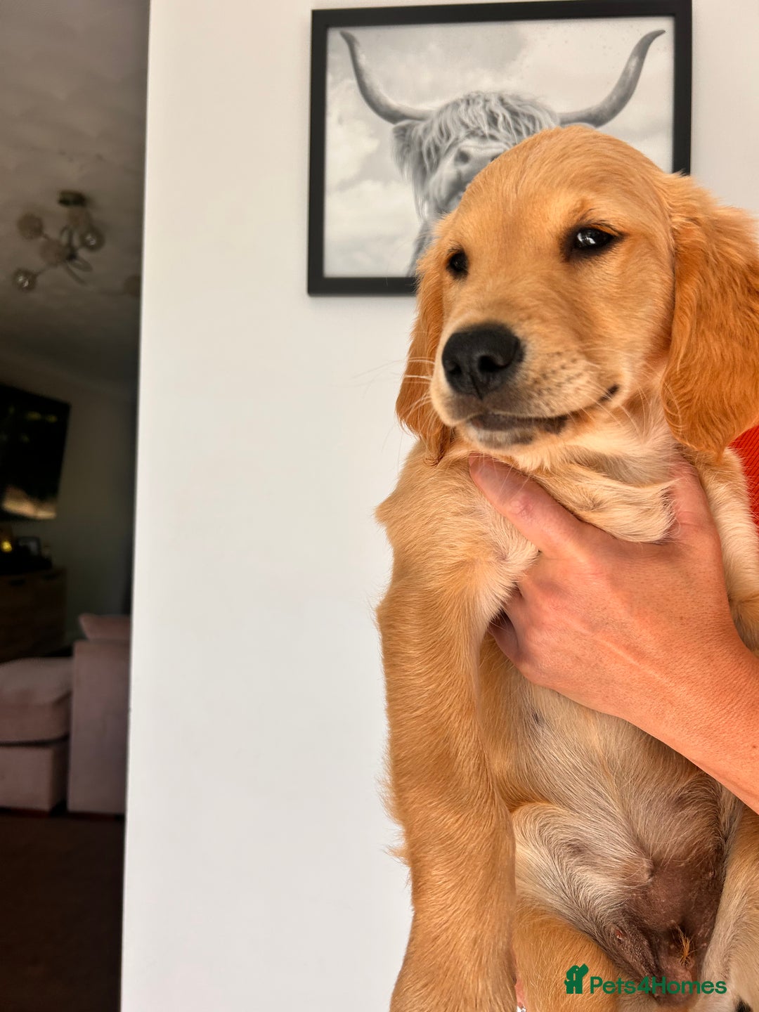 Golden Retriever dogs for sale: Golden Retriever Puppies  - Image 9
