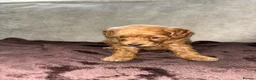 Cockapoo dogs for sale: Beautiful cockapoo puppies  in Montrose - Advert 10