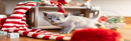 Russian Blue cats for sale: Pure Russian Blue Kittens, Silver Coat Green Eyes  - Advert 24
