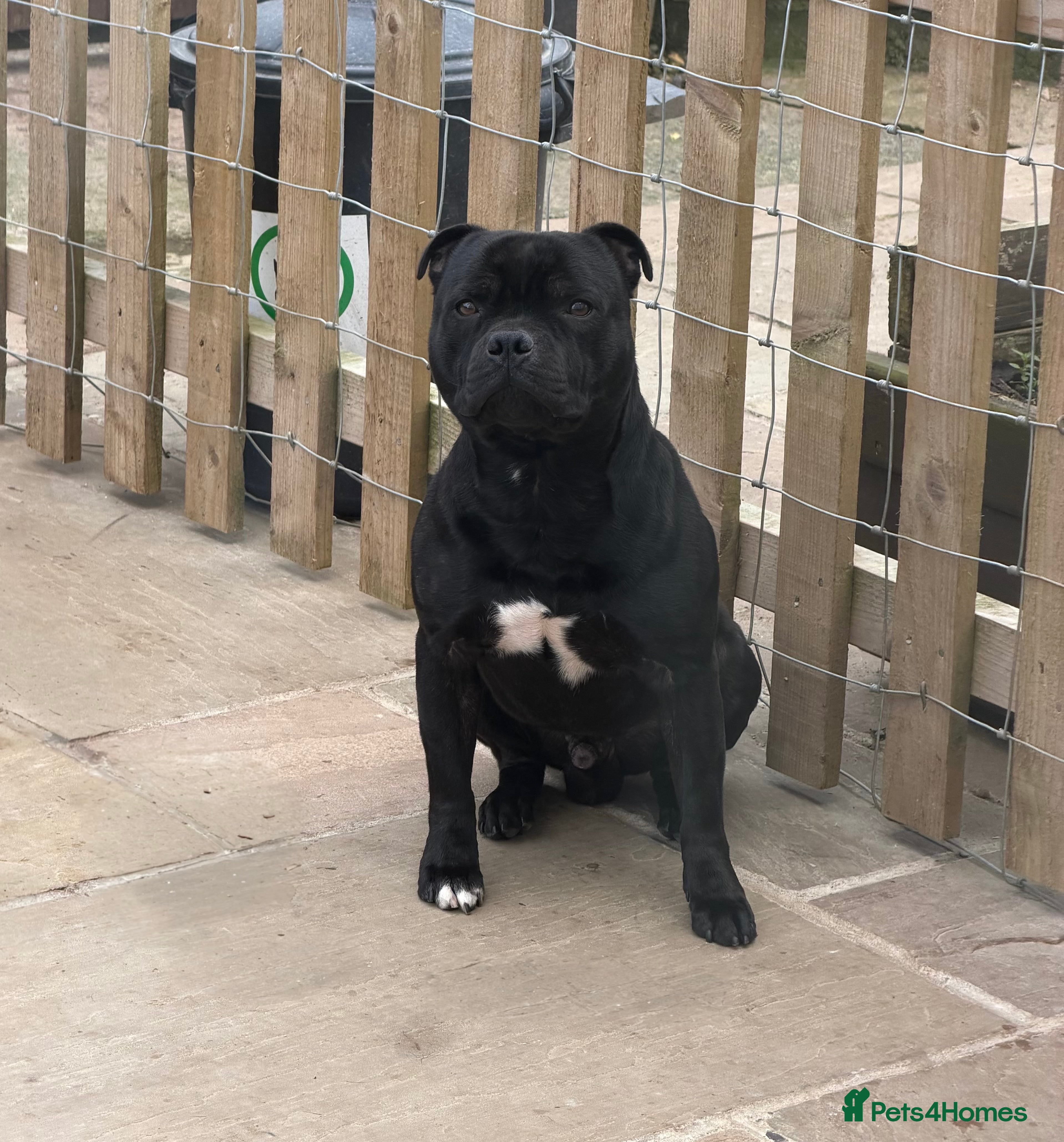 Staffordshire Bull Terrier dogs BILL - BLACK CHAMPION - BLUE GENE  - Advert 11