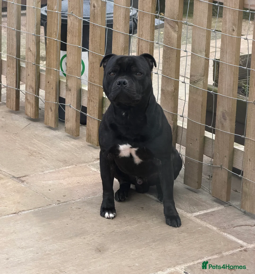 Staffordshire Bull Terrier dogs for stud: BILL - BLACK CHAMPION - BLUE GENE  - Advert 1