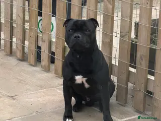 Staffordshire Bull Terrier dogs BILL - BLACK CHAMPION - BLUE GENE - Advert 4