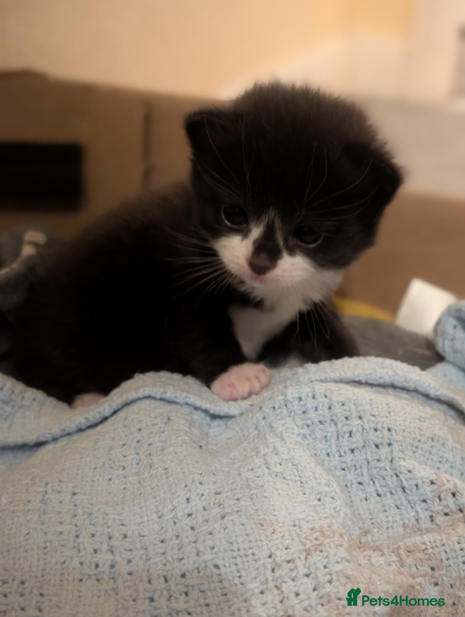 Mixed Breed cats 4x tuxedo black and white kittens - Advert 8