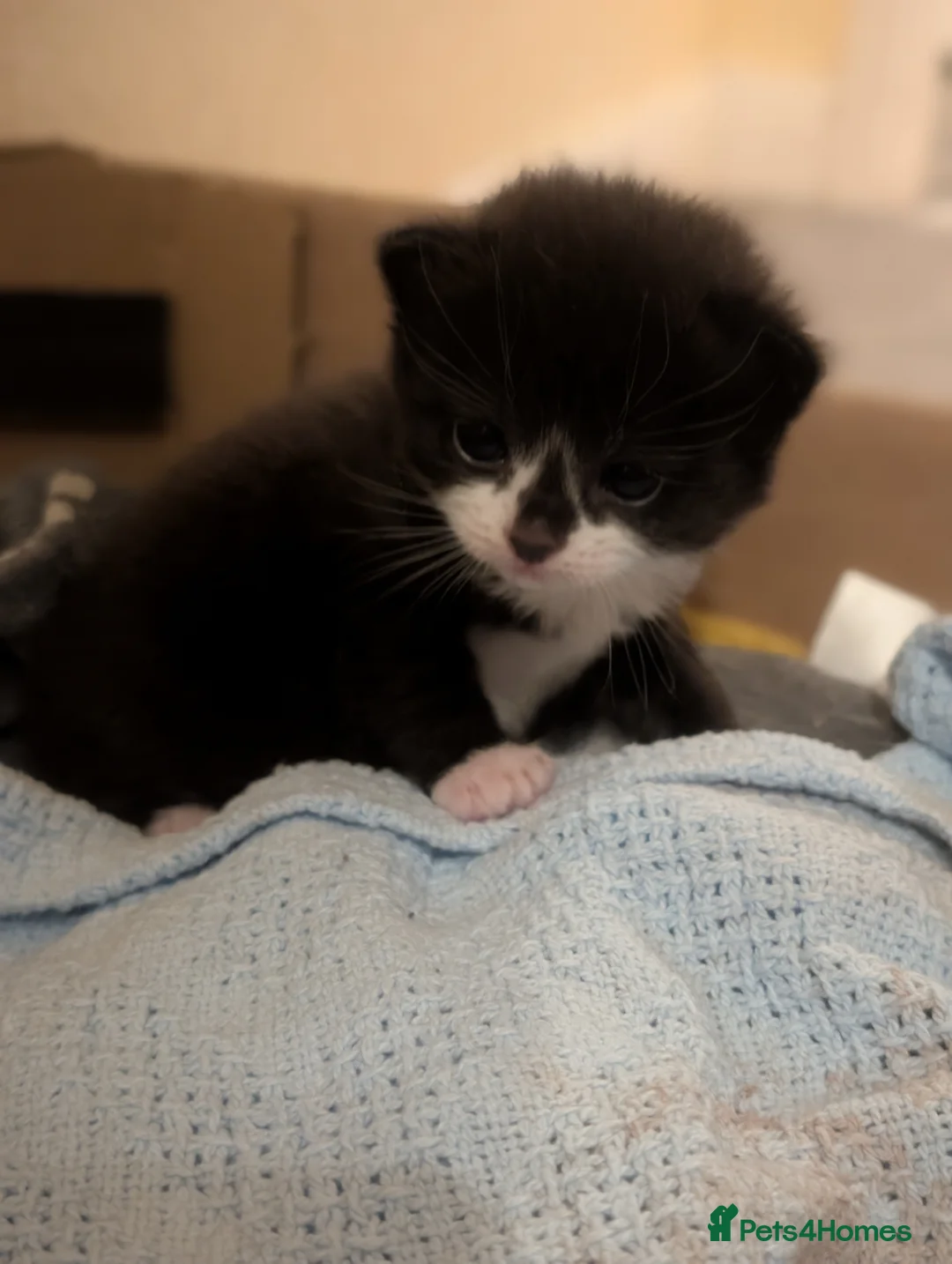 Mixed Breed cats for sale: 4x tuxedo black and white kittens - Advert 1