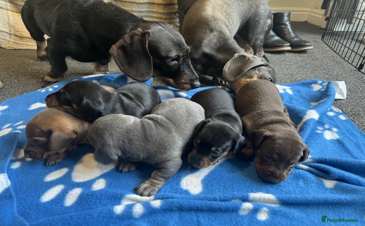 Miniature Dachshund dogs - Advert 3