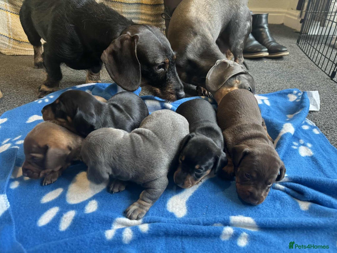Miniature Dachshund dogs for sale: Miniature Dachshund Puppies ready to go 3/12/25 - Advert 3