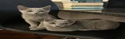 Russian Blue cats for sale: TICA registered Russian Blue kittens - Advert 5