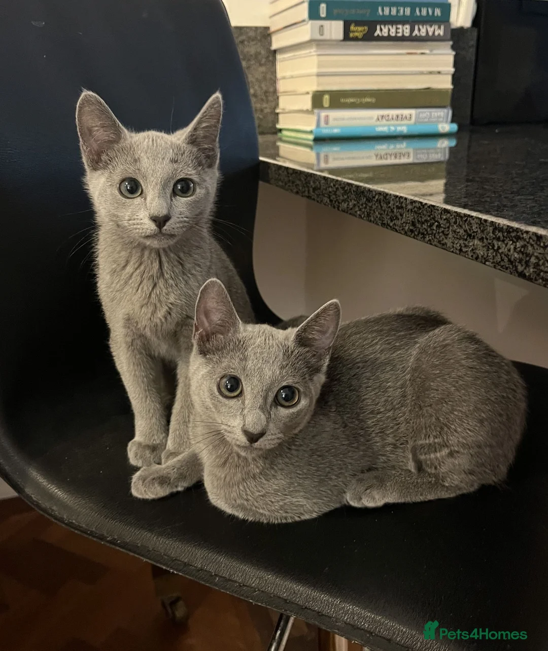 Russian Blue cats for sale: TICA registered Russian Blue kittens - Advert 5