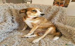 Mixed Breed dogs for adoption: SHADOW - Image 1