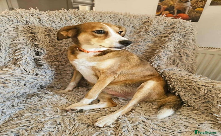 Mixed Breed dogs - Advert 1