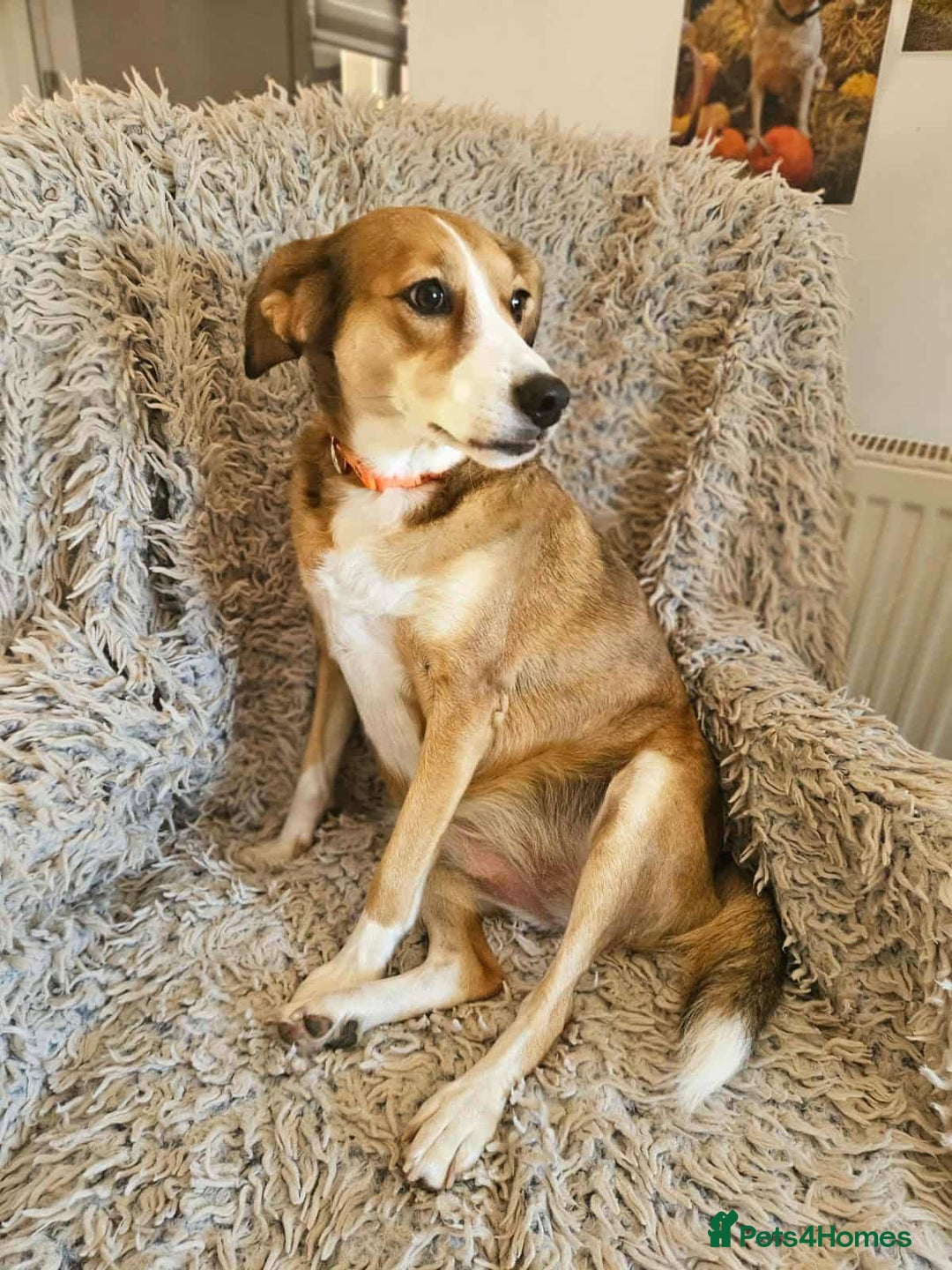 Mixed Breed dogs for adoption: SHADOW - Image 1