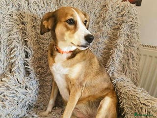 Mixed Breed dogs SHADOW - Advert 7